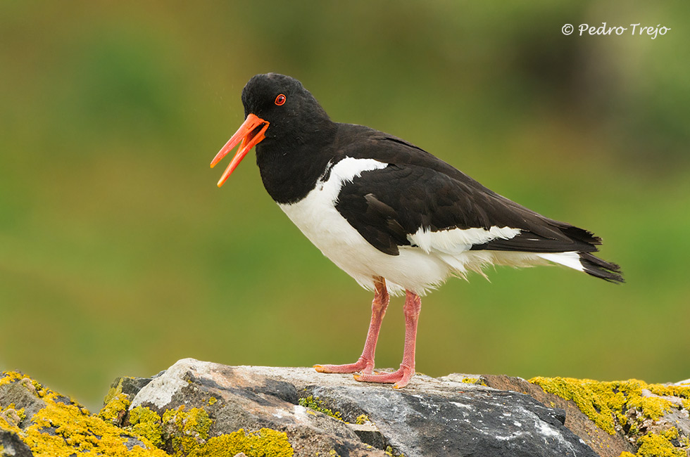 Ostrero (Haematopus ostralegus)